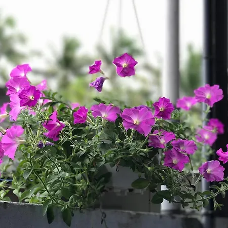 Thao Nguyen Phat Homestay-3