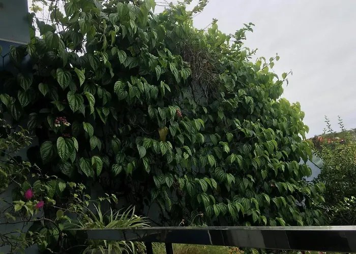 Cherry Garden Homestay